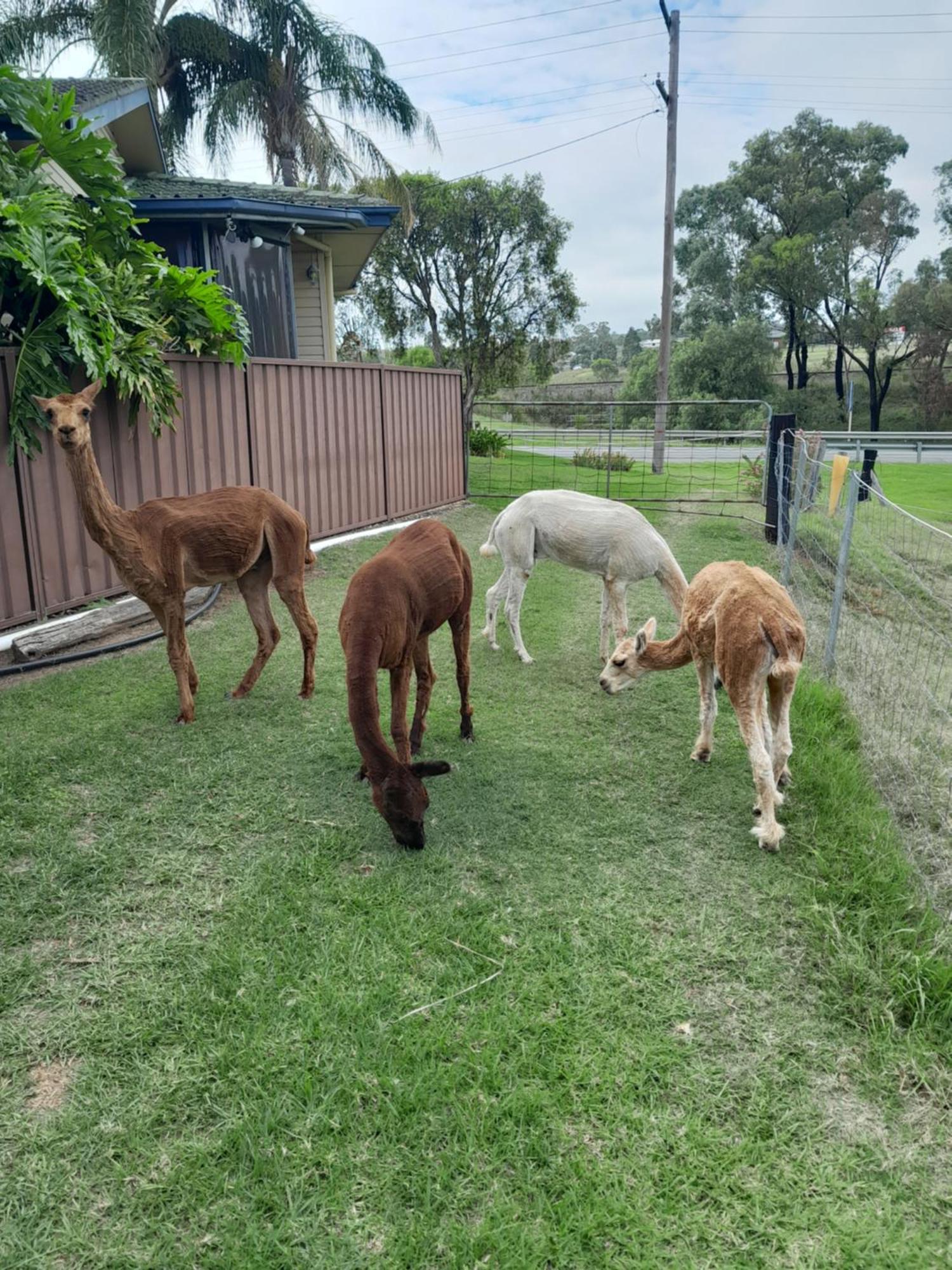 Muswellbrook Northside Bed & Breakfast Eksteriør billede